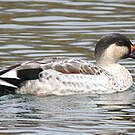 Canard à bec tacheté