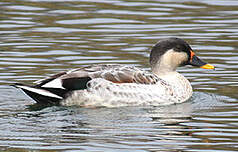 Canard à bec tacheté