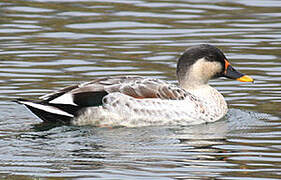 Canard à bec tacheté