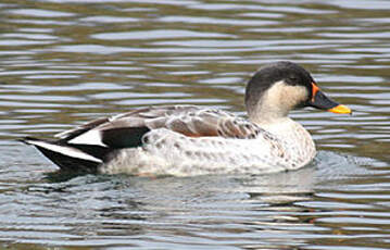 Canard à bec tacheté