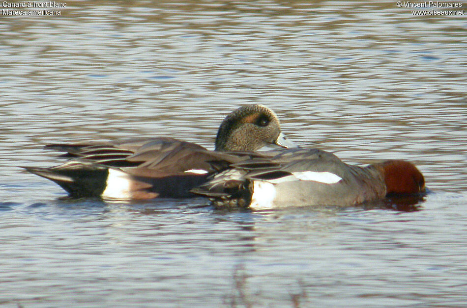 Canard à front blanc mâle adulte