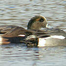 Canard à front blanc