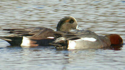 Canard à front blanc