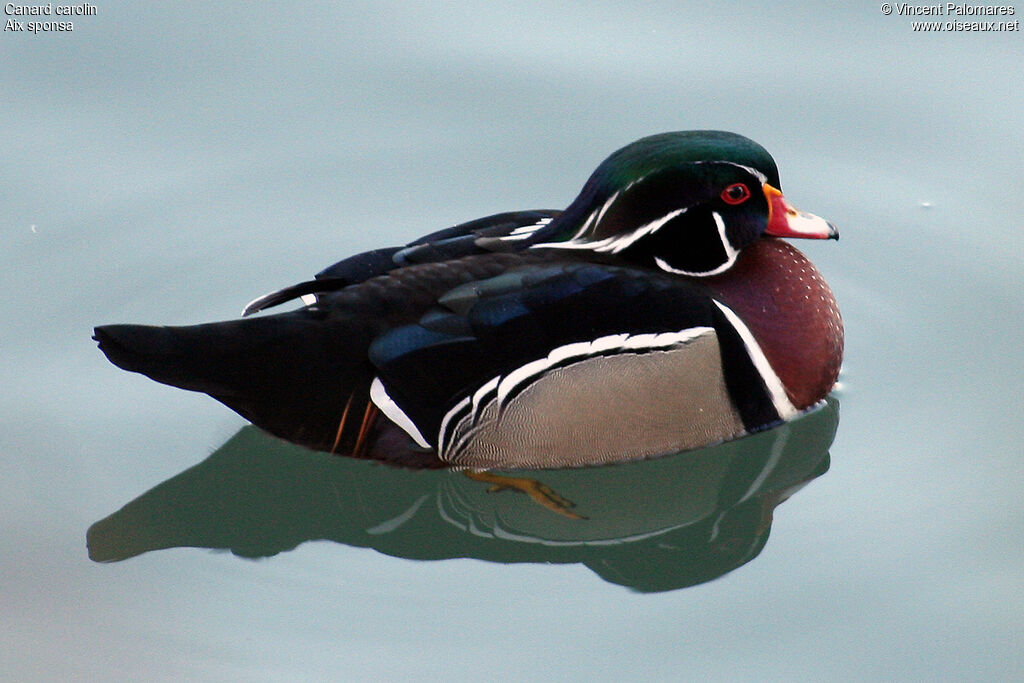 Canard carolin