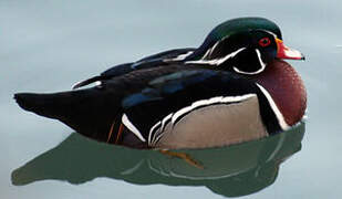 Wood Duck