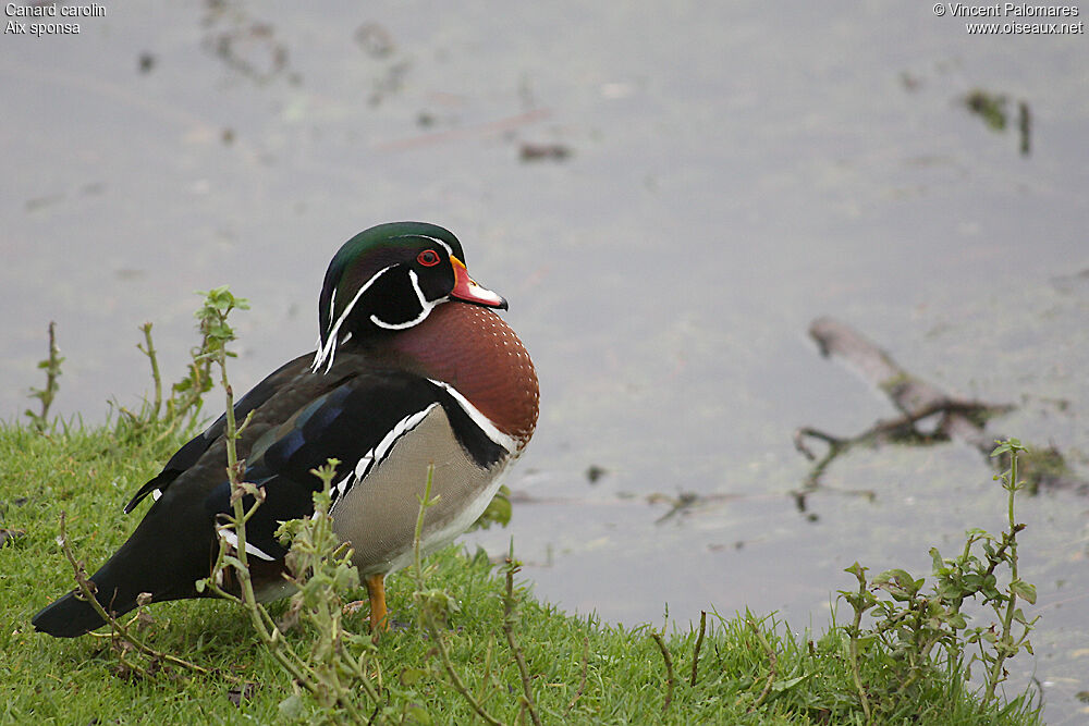 Wood Duck