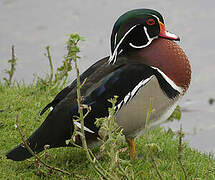 Canard carolin