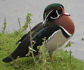 Canard carolin