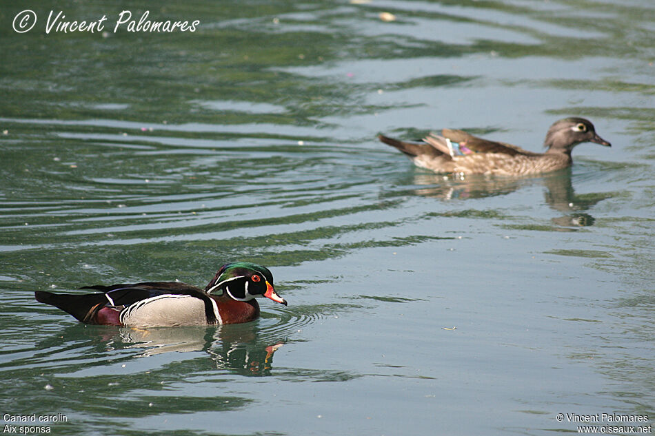 Wood Duck 