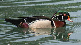 Wood Duck