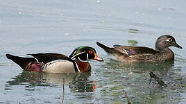 Canard carolin