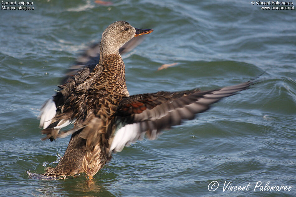 Canard chipeau femelle