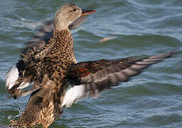 Canard chipeau