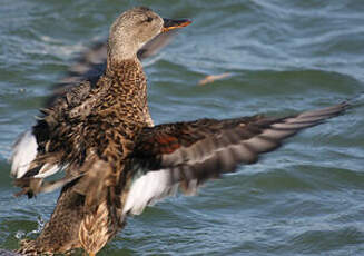 Canard chipeau