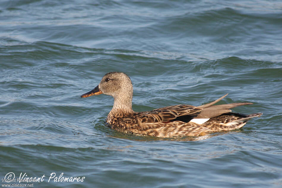 Gadwall female adult