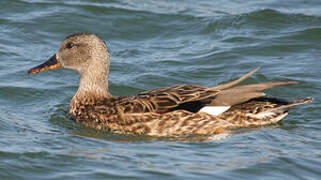 Gadwall