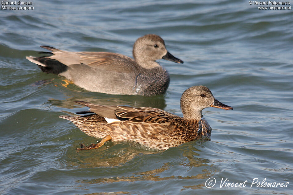 Canard chipeau 