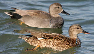 Gadwall