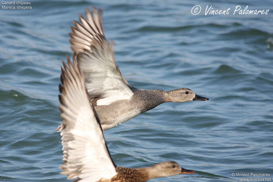 Canard chipeau 