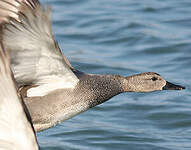 Canard chipeau