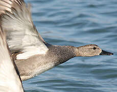 Gadwall