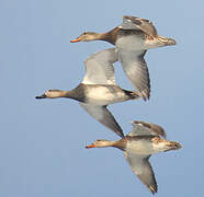 Canard chipeau