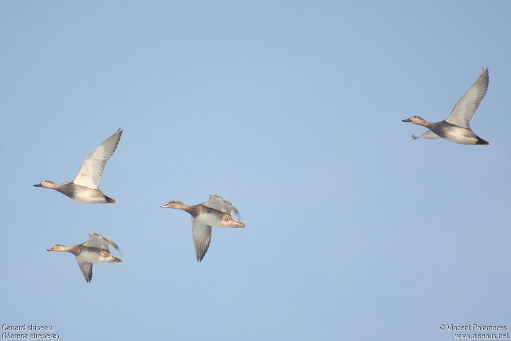 Canard chipeau