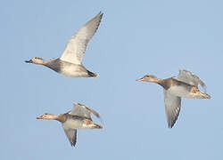 Gadwall