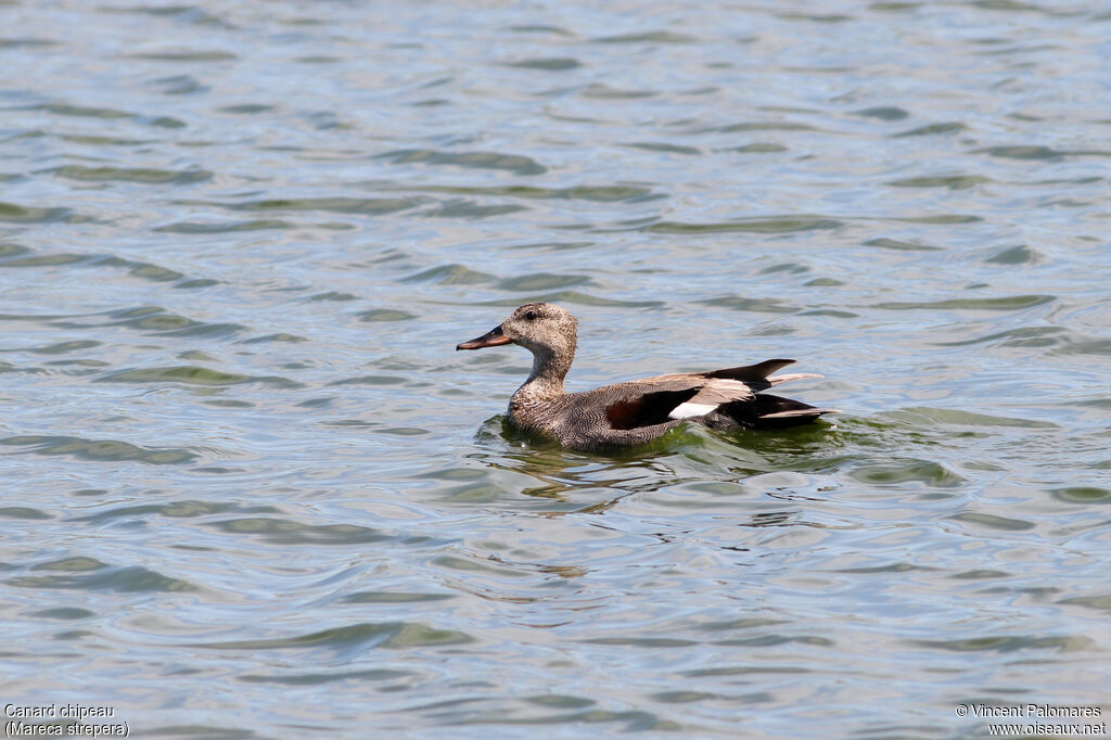 Canard chipeau mâle