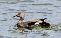 Canard chipeau