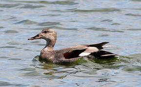 Gadwall