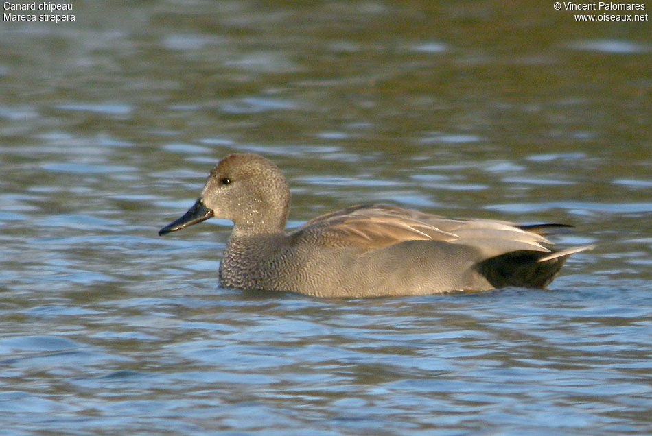 Gadwall