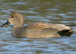 Canard chipeau