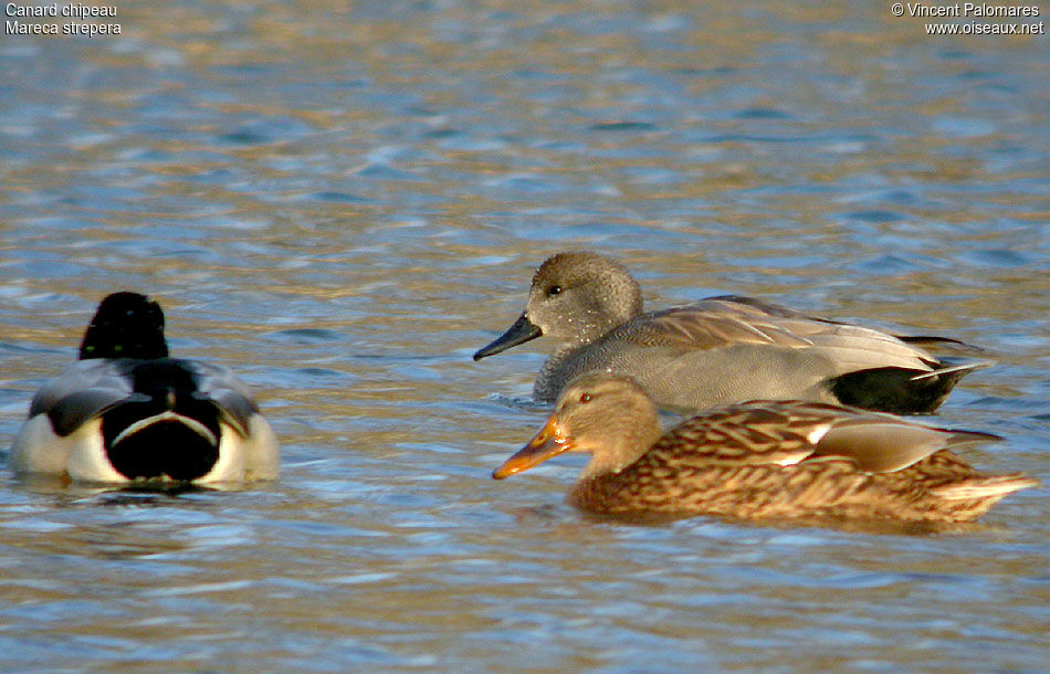 Canard chipeau 