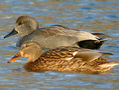 Canard chipeau