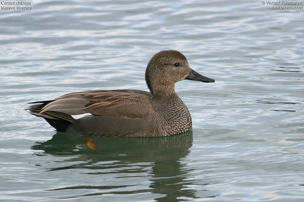 Canard chipeau