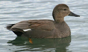 Gadwall