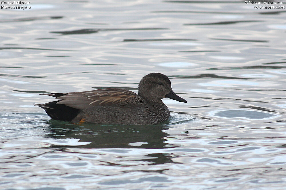 Gadwall