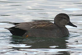 Gadwall