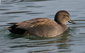 Gadwall