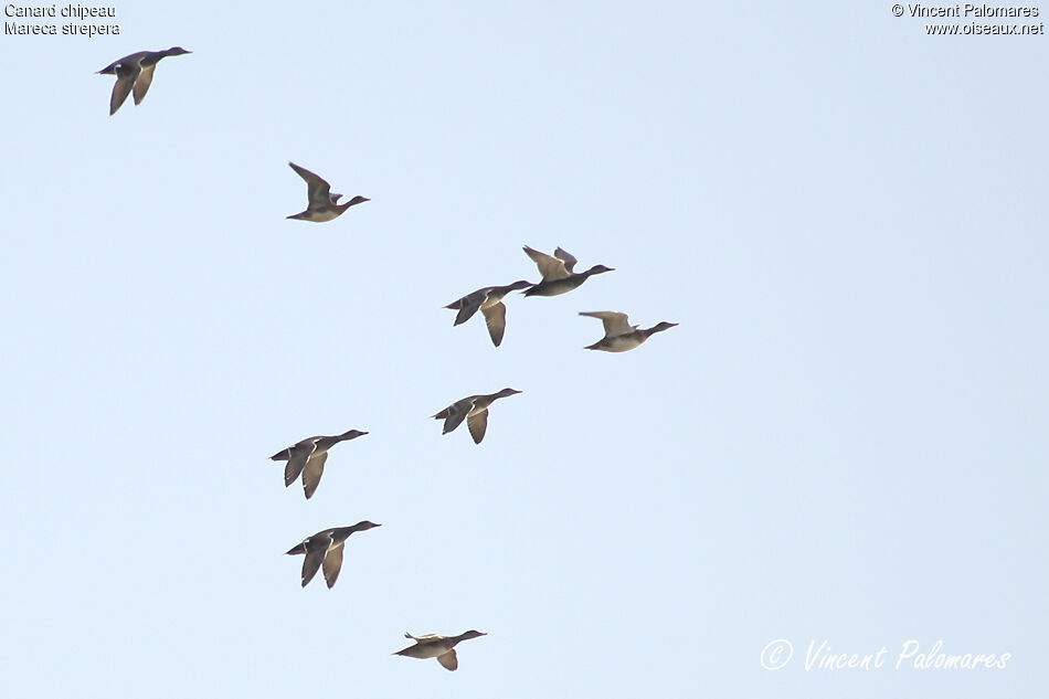 Gadwall