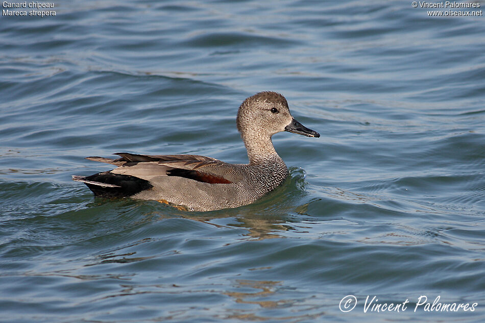 Canard chipeau mâle