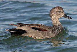 Gadwall