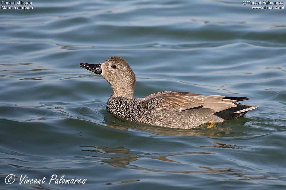 Canard chipeau mâle