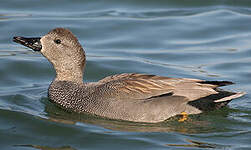 Canard chipeau