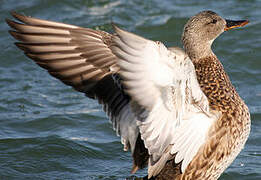 Gadwall