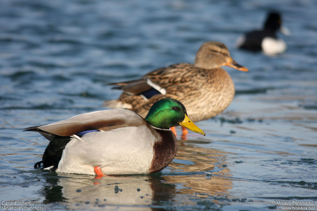 Canard colvert