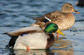 Canard colvert