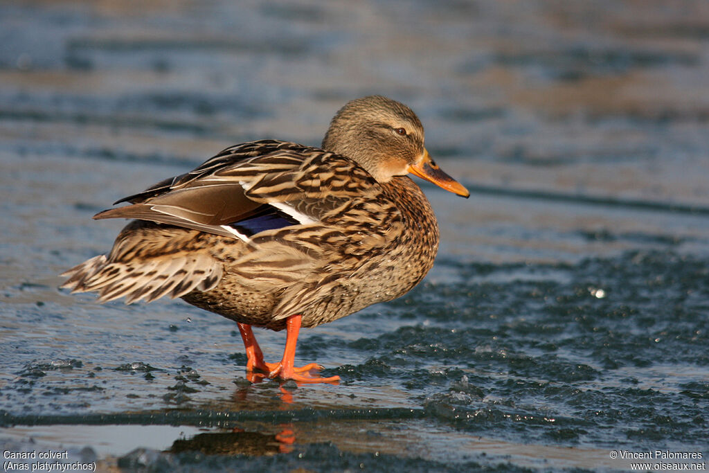 Canard colvert