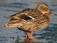 Canard colvert